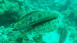 Two Ramoras Catch a Ride on Turtle in the Red Sea