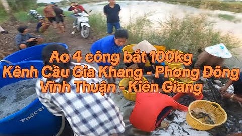 Ao 4 công bắt 100kg tôm càng lúc 5 giờ sáng tại kênh cầu Gia Khang - Phong Đông - Vĩnh Thuận - KG