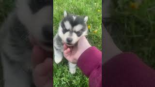 Pomsky Puppies Running Around