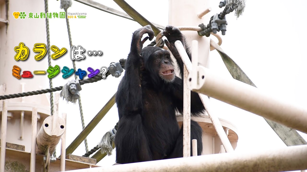 東山動植物園公式】カランはミュージシャン！？《 チンパンジー