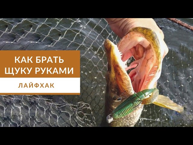 Как брать щуку руками? Безопасный способ для красивых фото.