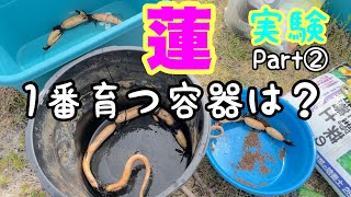 【睡蓮農園】蓮(ハス)巨大丸容器VS四角タライどちらのが大きく育つか実験！