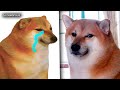 TRISTE NOTICIA CHEEMS EL PERRITO DE LOS MEMES SE ENCUENTRA GRAVE