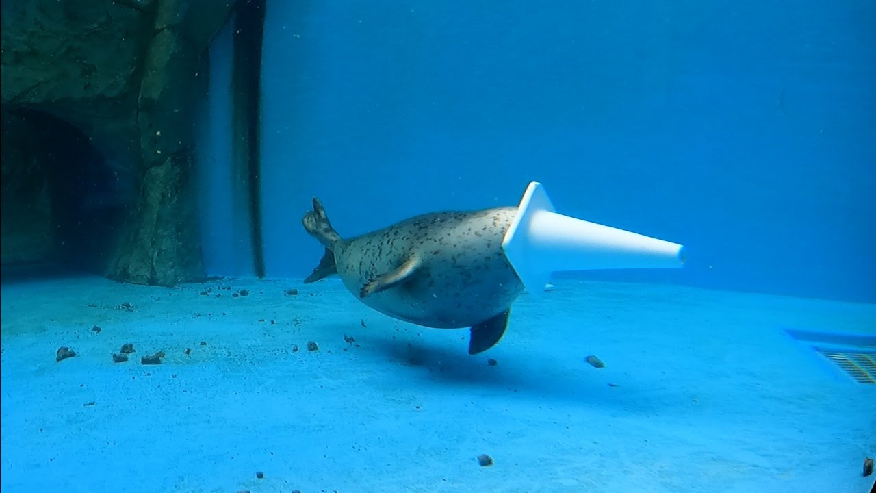 アザラシ水槽にミニコーンを沈めた結果・・・