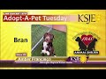 Adopt-A-Pet Tuesday: Bran, Toby &amp; Goose: Amber Francisco, Farmington Regional Animal Shelter.