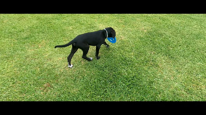 14 Week Old Great Dane / Mastiff Playing In The Yard