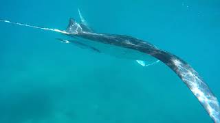 Swimming with the Giant Mantas - Drawaqa Island, Fiji