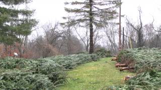 Real Christmas Trees 3500 Final Project VO/SOT