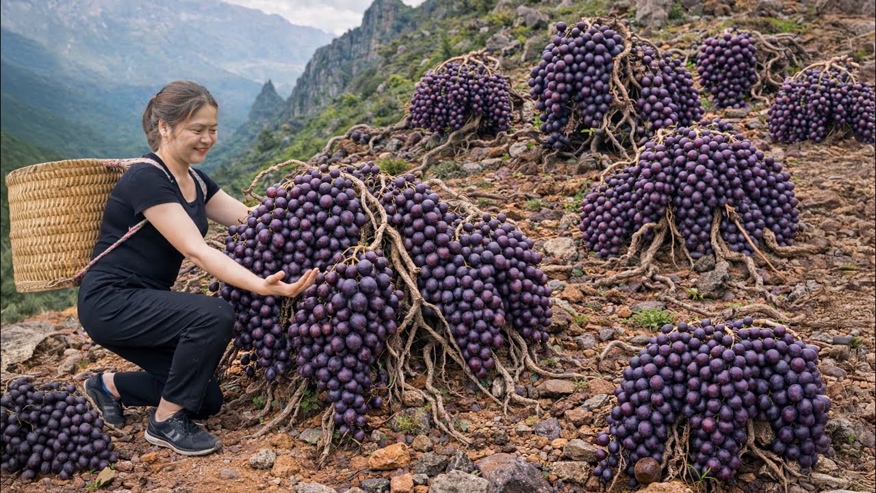 Harvesting Wild Grapes in the Forest – Ancient Secrets to Making Sweet Traditional Wine