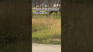 I Think Jedi Bob Found Something… #legostarwars #legojedi  #legominifigures