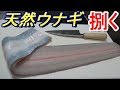 上流で獲った天然ウナギを捌いてみたよ【うなぎの捌き方】