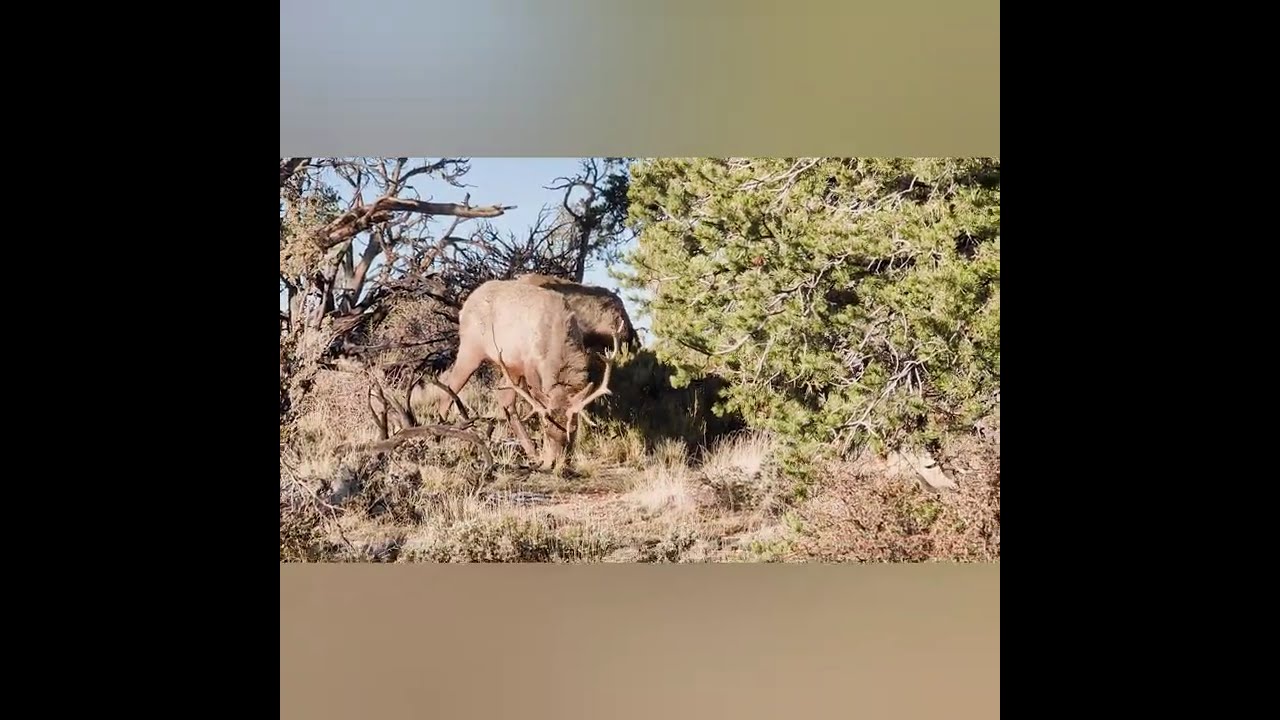 Wild Elk Around the Grand Canyon National Park Arizona 