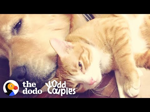 Dog's Loved His Kitten Since The Moment They Met  | The Dodo Odd Couples