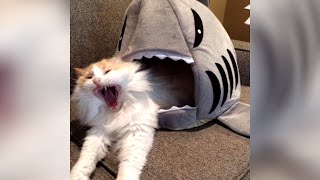 Wake Up Pets! - Funniest Animal Videos