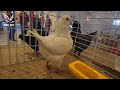 Top 10 king pigeons  american king pigeons  best king pigeon collection