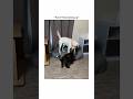 Pet Of The Fail Day😂 #fails #funnyshorts #viralshorts #usashorts #funnyanimals