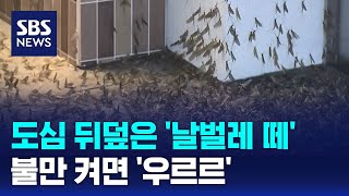 도심 뒤덮은 '날벌레 떼'…불만 켜면 '우르르' 몰려 / SBS 8뉴스