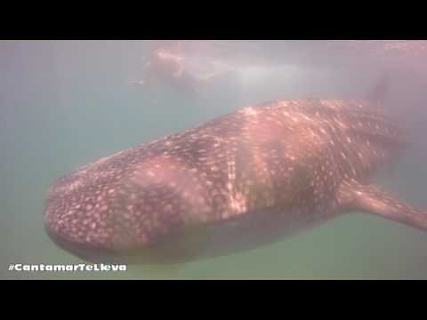 Swimming with whale sharks in Cantamar 20-04-17