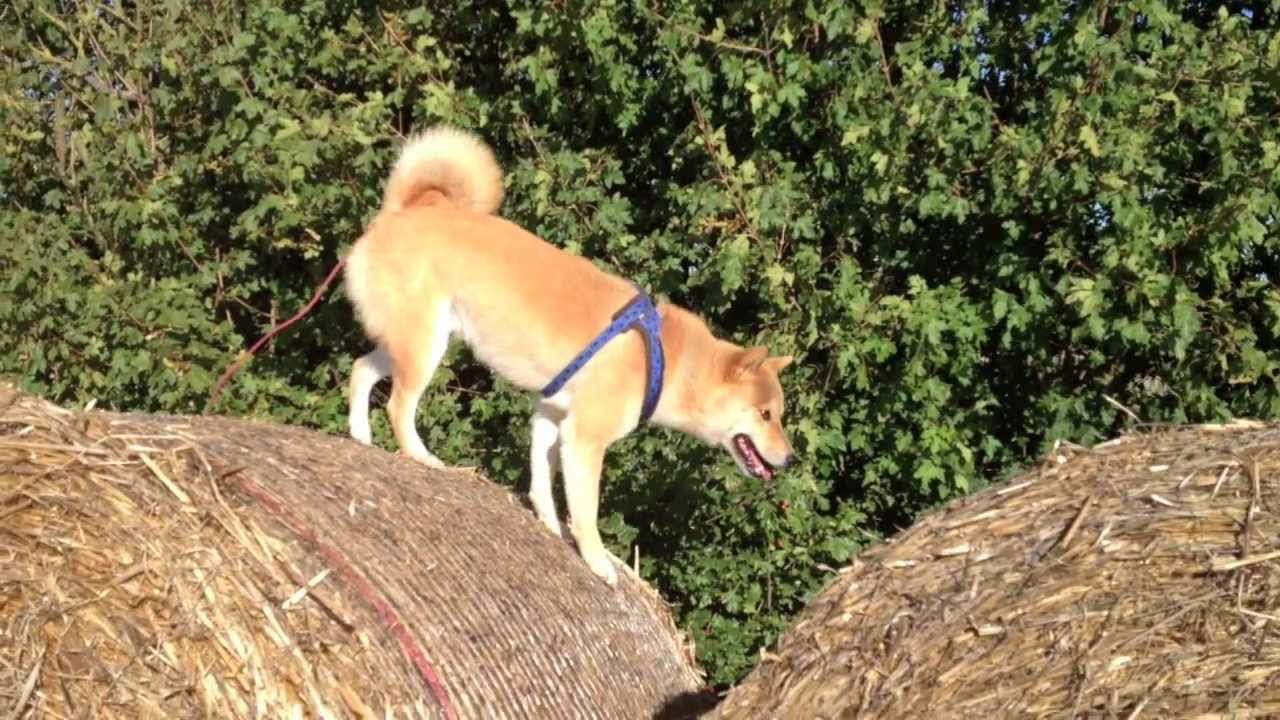 Shiba Inu YouTube