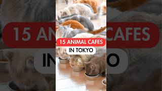 15 Best Animal Cafes In Tokyo