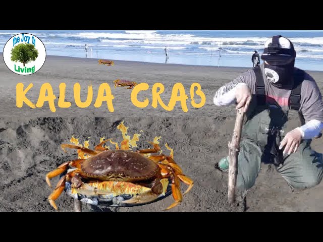 Crabbing California Coast EPS. 7 - Crab Snaring @ Ocean Beach / Catch &  Cook Kalua Crab! 