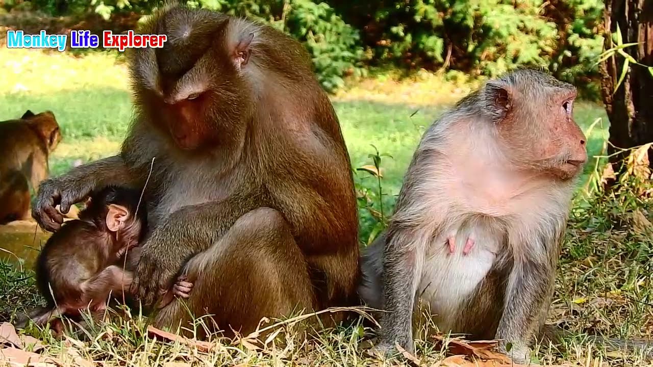 Very Nice Cute Baby Monkey Brisco and Mom Butter