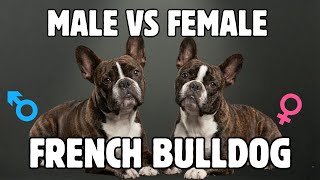Male Vs Female French Bulldog: 10 Differences Between Them Profile
