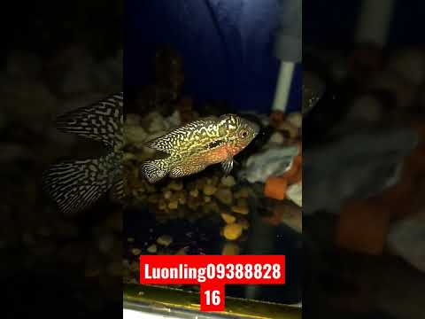 Video baby shark - youtube