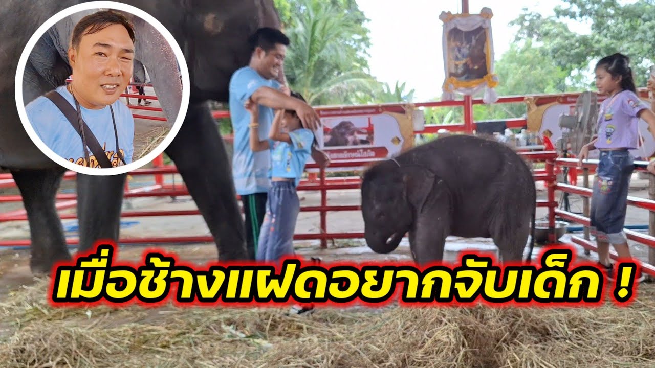 เมื่อเด็กๆอยากจับช้างแฝด