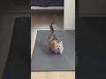 ア”！ギャ！って言いながらこっちに来る猫