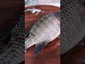 How to clean fish perfectly! ▶️ Fast Fish Skin Remover ( # 664 )