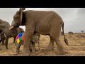 This Is Why Elephants Need Their Tusks! | Foraging with Baby Elephant Khanyisa & The Herd