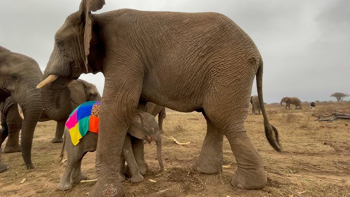 A (New) Day in the Life of an Albino Elephant | Part 3 - Sand Baths & Water Stops 🐘 - YouTube