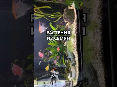 ВЫРАСТИЛ РАСТЕНИЯ ДЛЯ АКВАРИУМА ИЗ СЕМЯН 😎🐠 #аквариум #растения #семена #plants #газон #цветы #сад