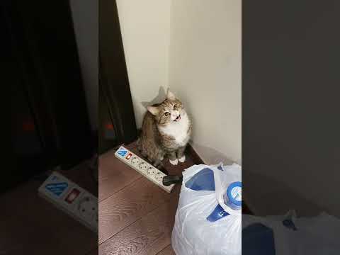 Обидели котика