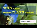 大豆における難防除雑草ツユクサの防除対策 AS26【農林総合研究所】