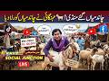 Chand Miyan Gaye Mandi! 🐐 Mehangai Ne Chand Main Ko Rula Diya | Social Junction| Sur Sanjay | Kay2TV