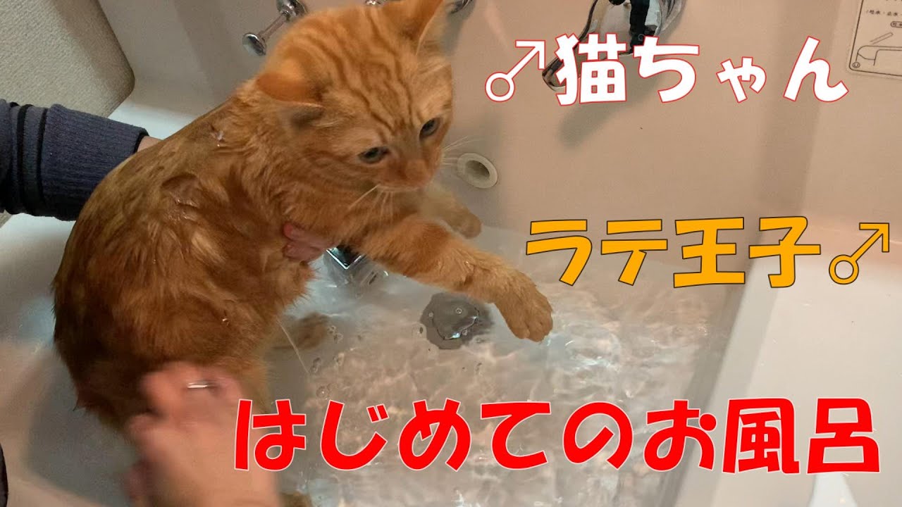 癒し注意 はじめてお風呂に入る姿が可愛い子猫ちゃん 猫愛tv Youtube 癒し注意 はじめてお風呂に入る姿が可愛い子猫ちゃん 猫愛tv Youtube