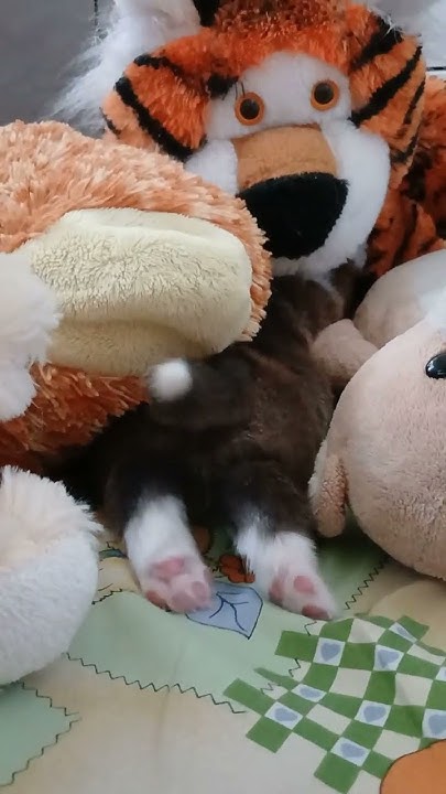 Коргі Торі і малюк гра в хованки #corgi #коргіторі #pets #puppy #коргі ...