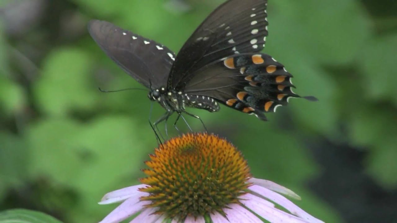 Frighteningly Beautiful (Canon HV40 Test Film)