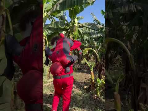 الرجل الشرير يخطف اسبيدر مان