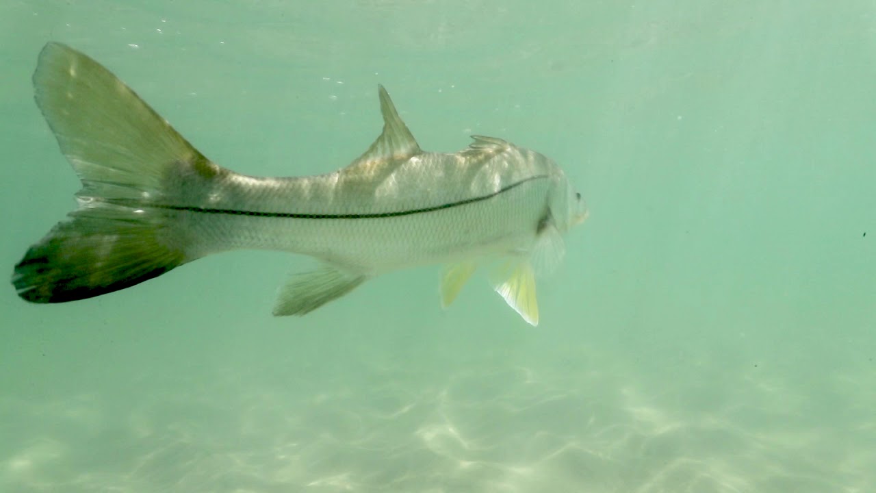 Stuart Loop The Stuart Loop | Treasure Coast | Season 5 Episode 10 Teaser - YouTube