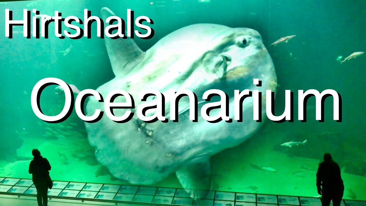 Besuch im Oceanarium Hirtshals Dänemark 🇩🇰 eine gute Alternative bei schlechtem Urlaubswetter
