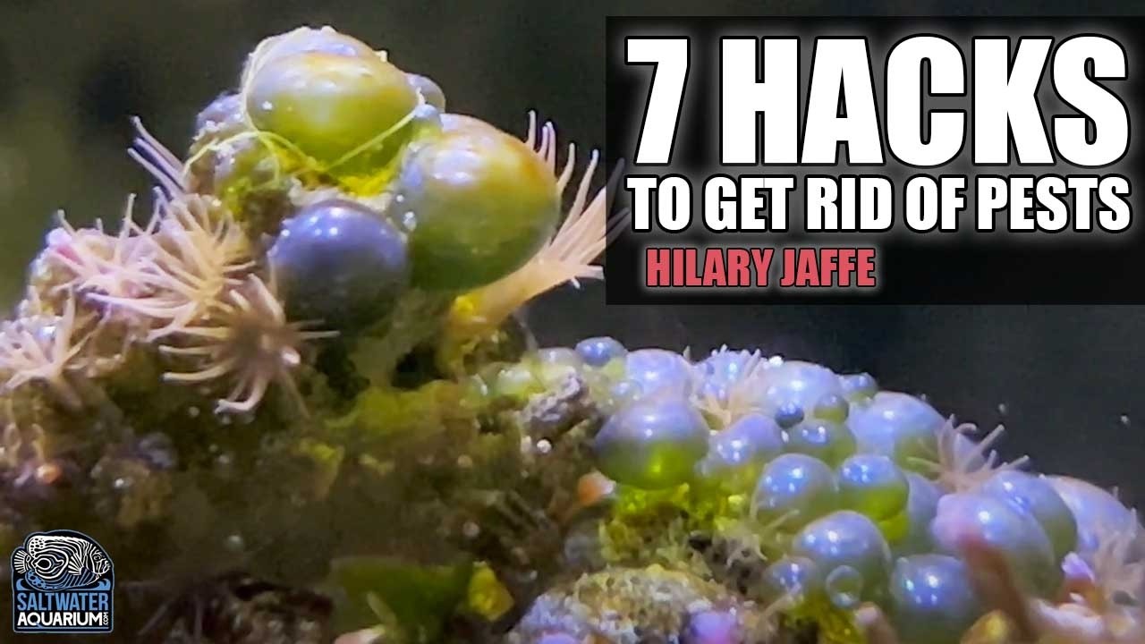 7 HACKS To Get Rid of Pests in Your Reef Tank - Hilary Jaffe