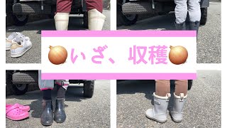 この季節がやってきた〜?玉ねぎの収穫♪