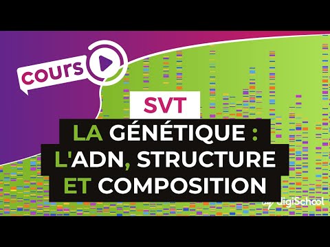 Vidéo: Qu'y a-t-il dans une chromatide ?