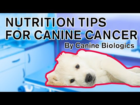Video: Nutrisyon Para Sa Pasyente Ng Canine Cancer - Nutrisyon Na Aso