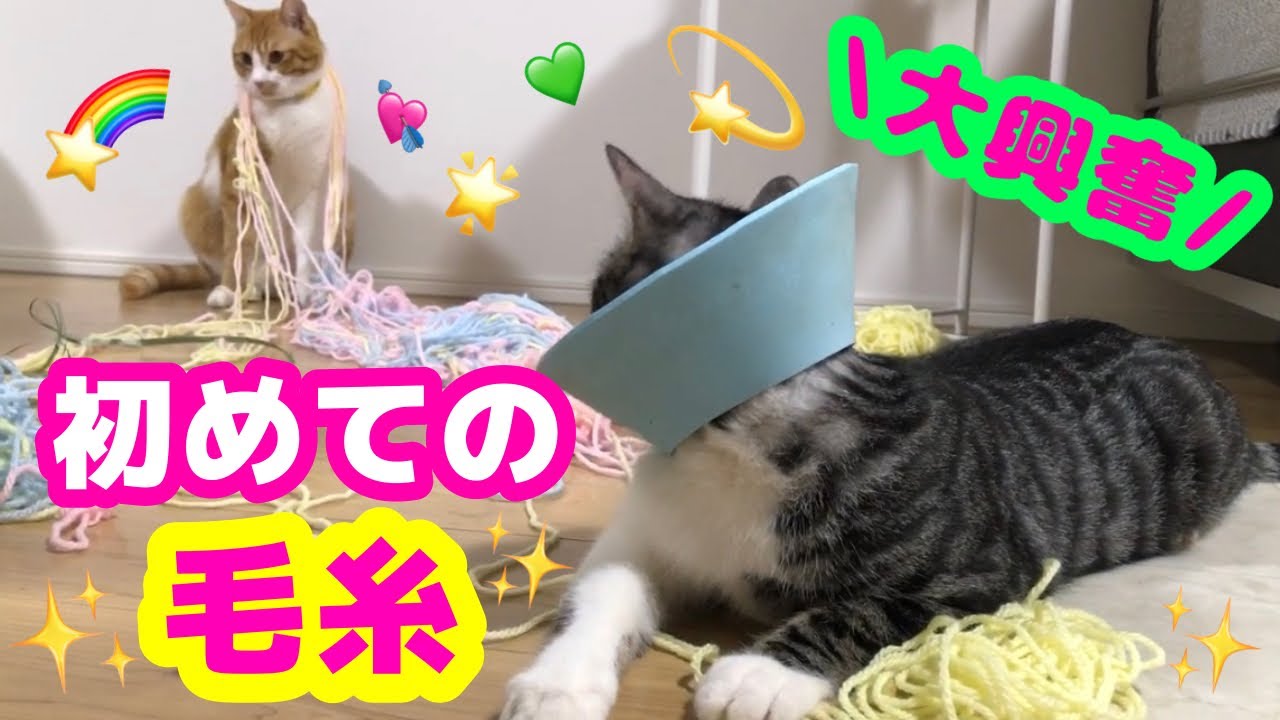 初めての毛糸で遊ぶ姿が可愛すぎる猫達 Youtube