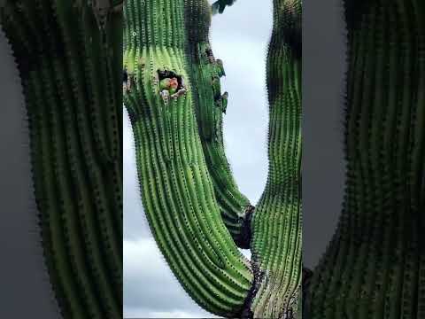 #Кактусовый #попугай #кактусовая #аратинга #cactus #parrot #cactus #aratinga #зеленая #птица #birds