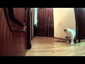 Trasto haciéndose a su nuevo hogar | Funny Cats